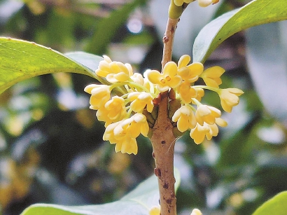 申城桂花开了