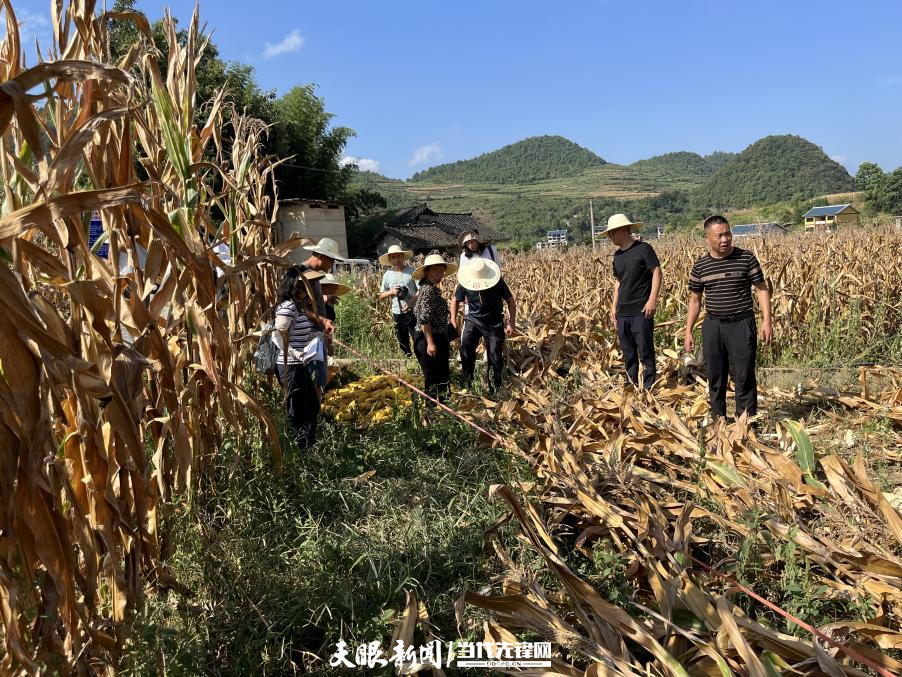 贵州省大力实施粮油单产提升行动