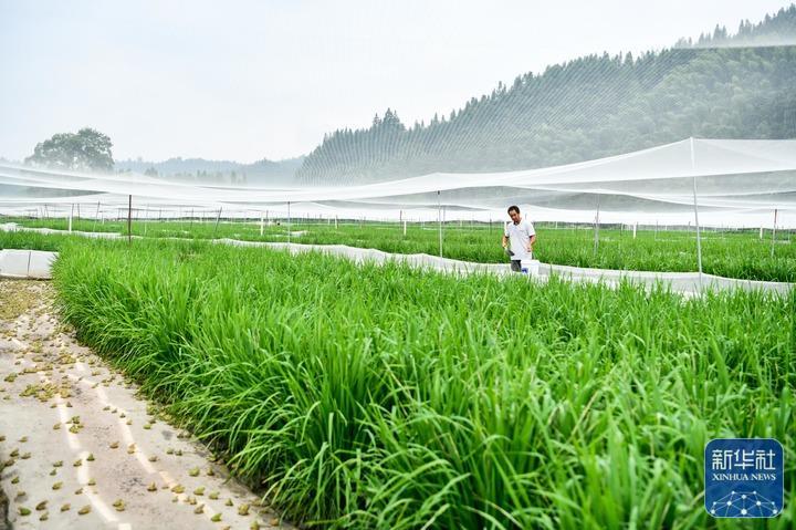 持续做好绿水青山就是金山银山这篇大文章—— 贵州：绿色发展闯新路