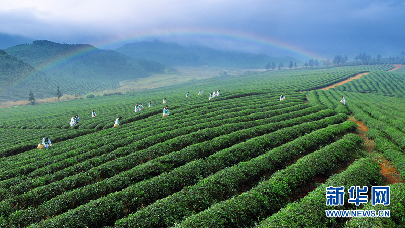 湖北赤壁：万里茶道源头千年砖茶历久弥新