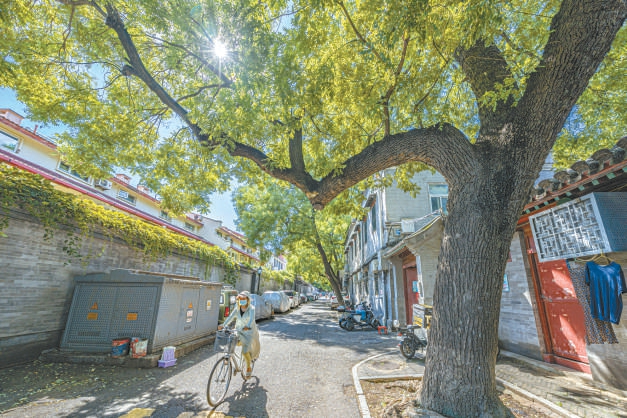 北京市首条古树主题文化胡同落成