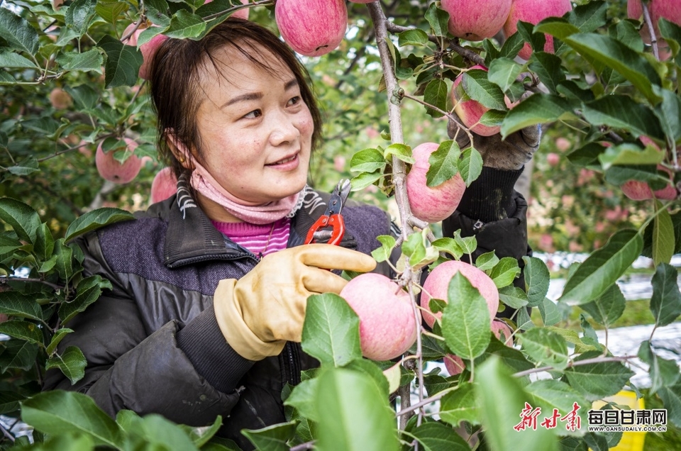 【庆阳】庆阳西峰区董志镇苹果红了_fororder_4