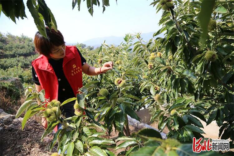 河北迁安：直播带货助力农民增收