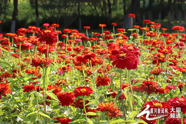 大同：秋花也烂漫 赏花正当时