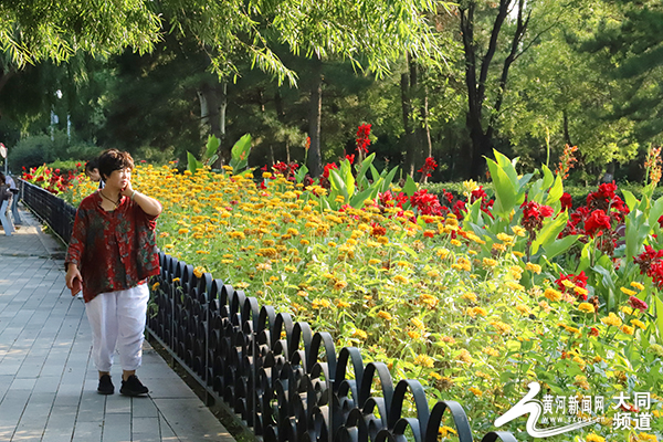 大同：秋花也烂漫 赏花正当时