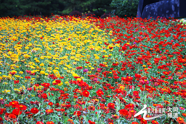 大同：秋花也烂漫 赏花正当时