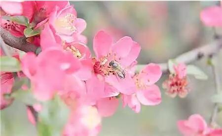 【行游巴渝 标题摘要】重庆赏花时间表出炉 够你惊艳一整年