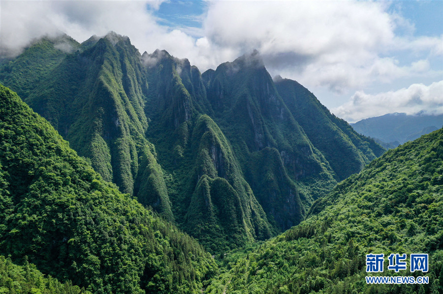 湖北鹤峰：云海升腾天泉山