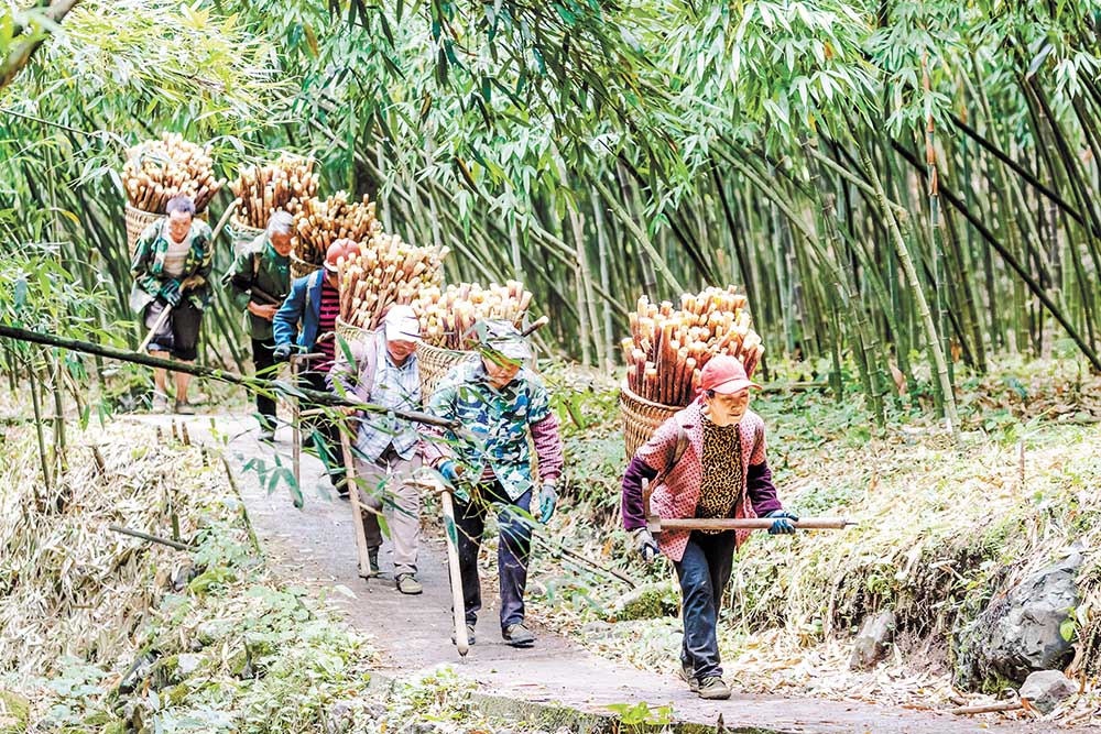 重庆南川：金佛山方竹笋迎来采收季