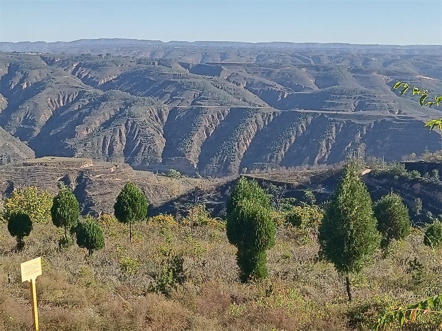 黄河安澜·津润三秦丨延安市延长县国家储备林基地：为未来储备绿色宝藏_fororder_图片1