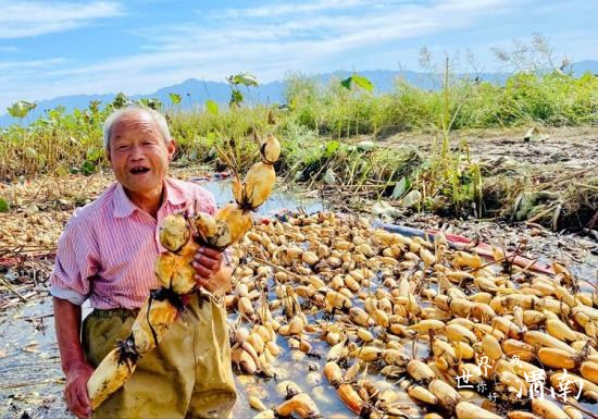 陕西大荔县范家镇：“黄河九孔莲”进入收获季_fororder_图片5