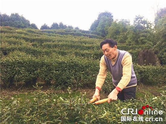 已过审【区县联动】【万盛】万盛经开区青年镇：茶园管护正当时【区县联动】万盛经开区青年镇：茶园管护正当时