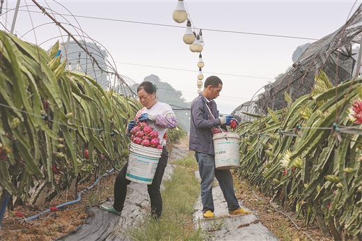 广西南宁：灯光秀点亮致富路