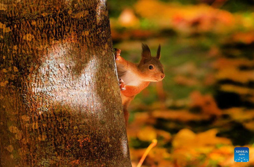 In pics: autumn scenery in Minsk, Belarus_fororder_1