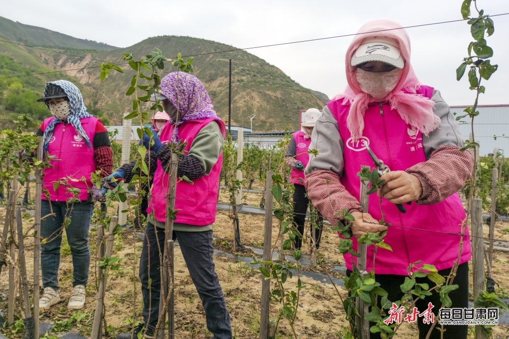 【定西】定西通渭：金银花田剪枝忙 药材种植富农家_fororder_3