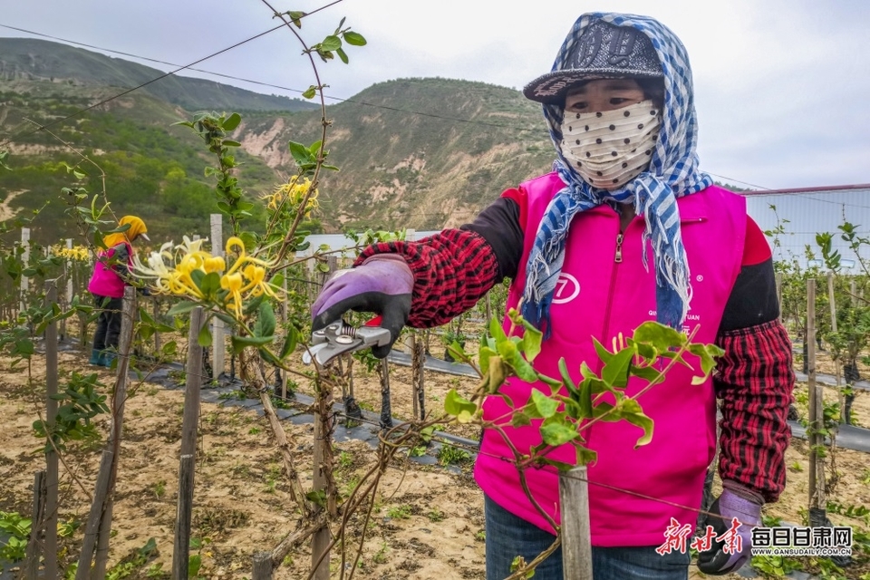 【定西】定西通渭：金银花田剪枝忙 药材种植富农家_fororder_2