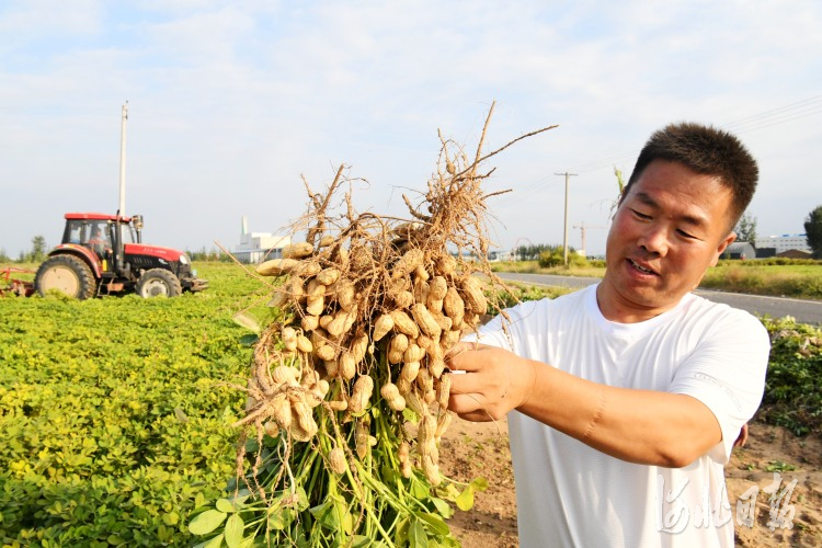 河北：看！这是丰收的喜悦