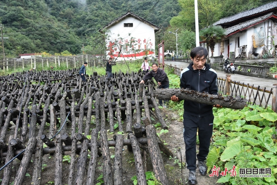 【陇南】陇南康县又到木耳采收季_fororder_2