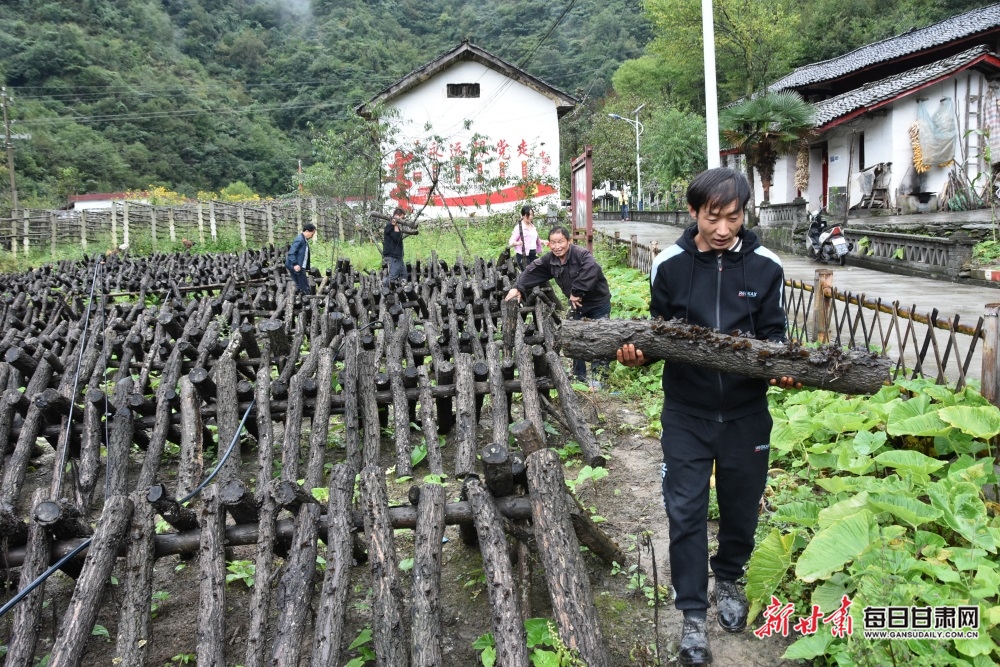 【陇南】陇南康县又到木耳采收季_fororder_2