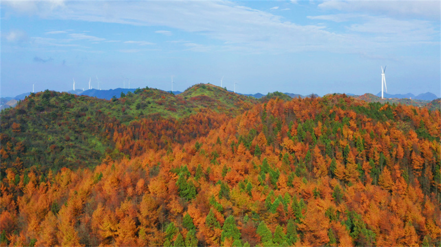 湖北建始：秋色黄遍地 林海尽染金