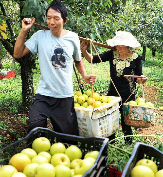 昆明呈贡：第十届“万溪宝珠梨采摘节”即将启动_fororder_4