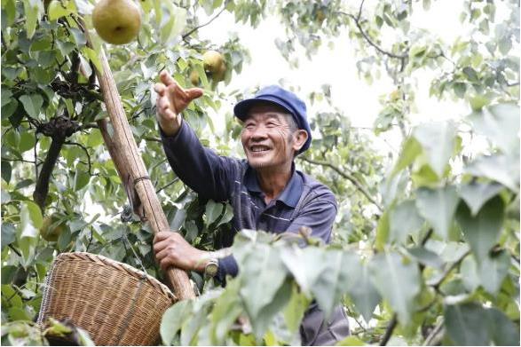 昆明呈贡：第十届“万溪宝珠梨采摘节”即将启动_fororder_3