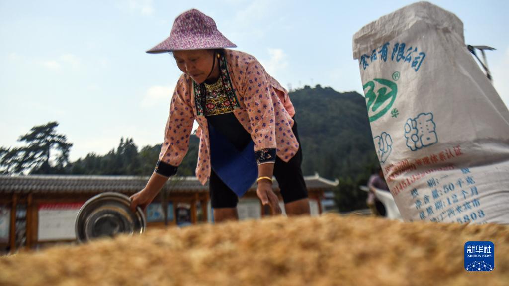 广西融水：大苗山迎来丰收季