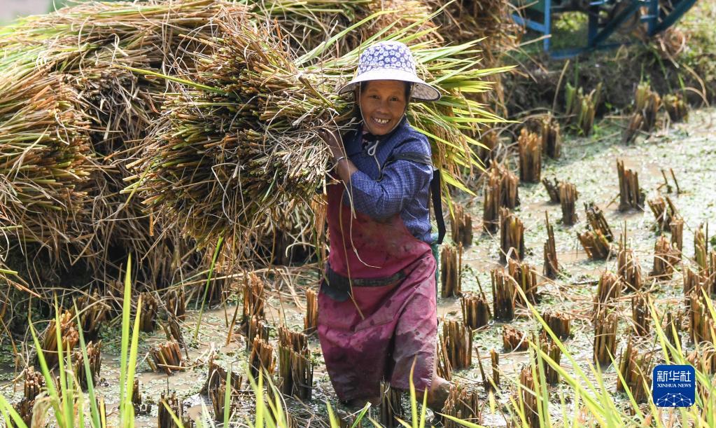 广西融水：大苗山迎来丰收季