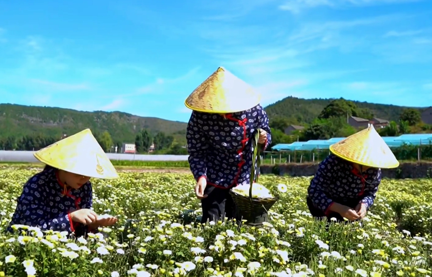 安阳林州：“菊花之乡”唱响丰收歌