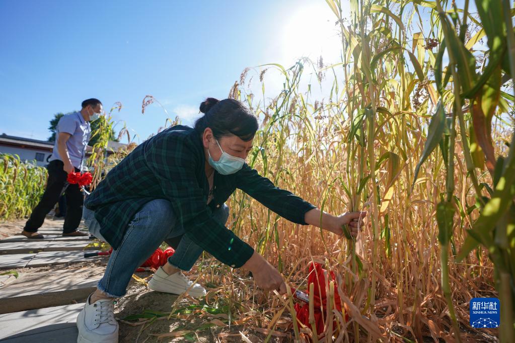 北京先农坛举办秋收农耕体验活动