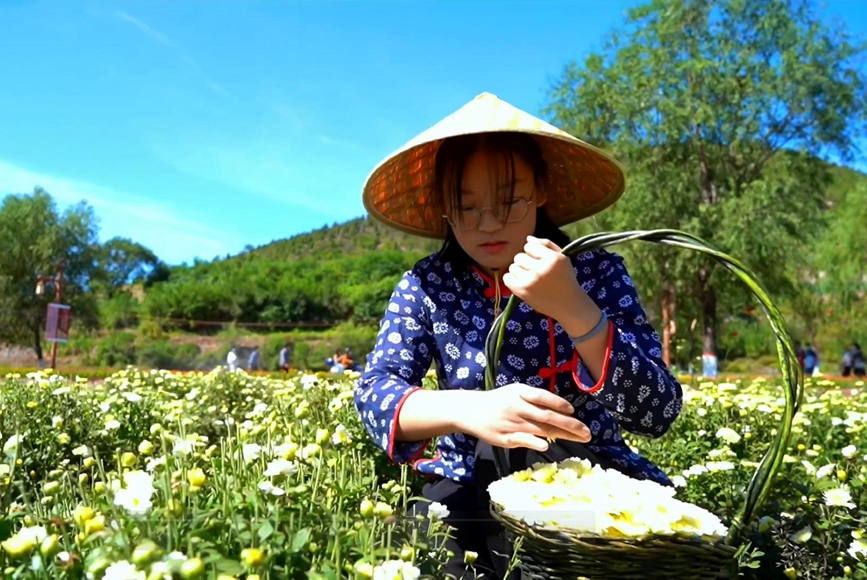 安阳林州：“菊花之乡”唱响丰收歌