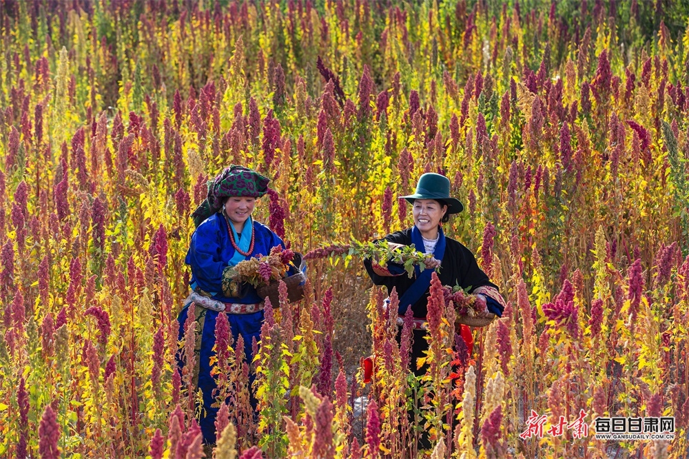 【轮播图】武威天祝：松山又见藜麦红 祁连山下好“丰”景_fororder_2