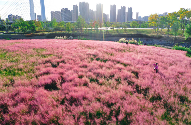 南京六合：粉黛“花海”迎客来