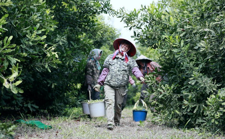 广西扶绥：硕果满山盼采摘 坚果产业富农家_fororder_图片1