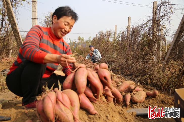 河北迁安：红薯喜丰收 金秋收获忙