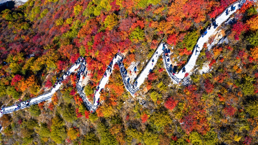 【中首图】邯郸涉县：层林尽染秋韵浓 太行红叶遍山岗