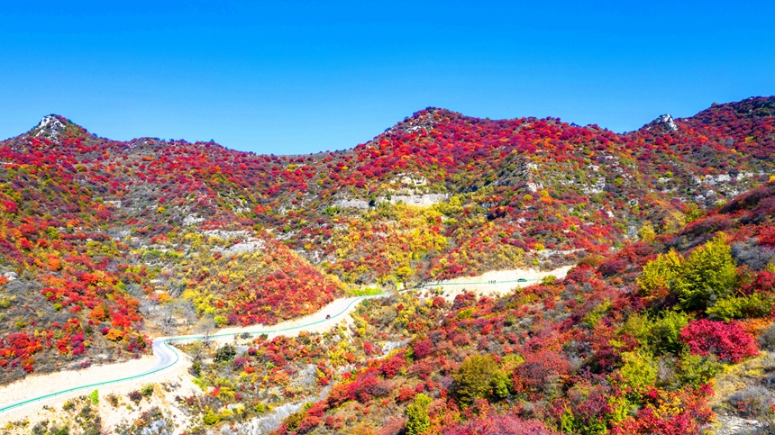 【中首图】邯郸涉县：层林尽染秋韵浓 太行红叶遍山岗