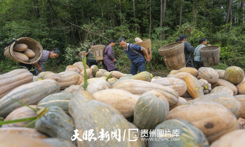 贵州大地五彩“丰”景