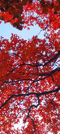 Le paysage d'automne du mont Shaohua dans le Shaanxi est aussi beau qu'une peinture_fororder_图片5