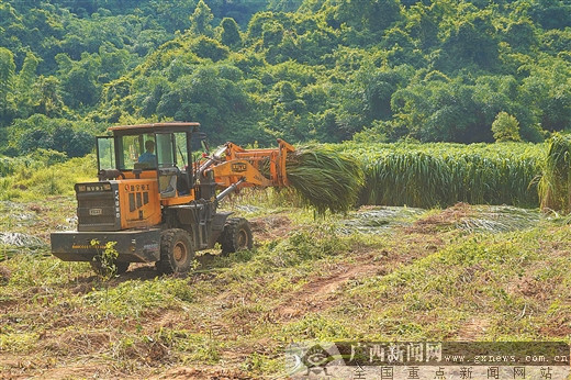 加视频【你笑起来真好看】广西崇左：摘帽走向振兴 边民在家门口过上好日子