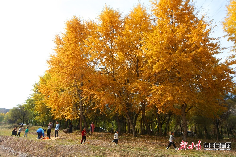 【大美甘肃】极目金黄山峦秀 陇西梯田别样美