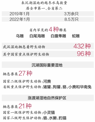 4种湖北省内罕见雕类现身沉湖湿地