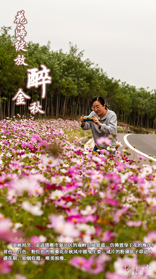 河北邯郸：花海绽放醉金秋