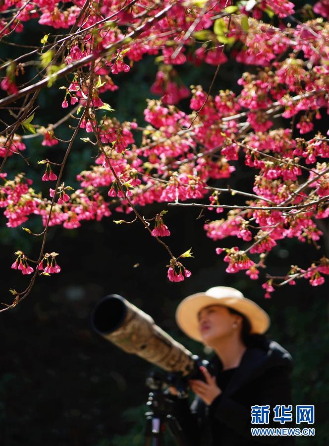 福州：樱花初绽引客来