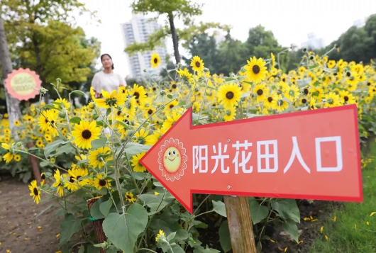 种太阳啦！曲阳公园明起开放1500㎡向日葵花田