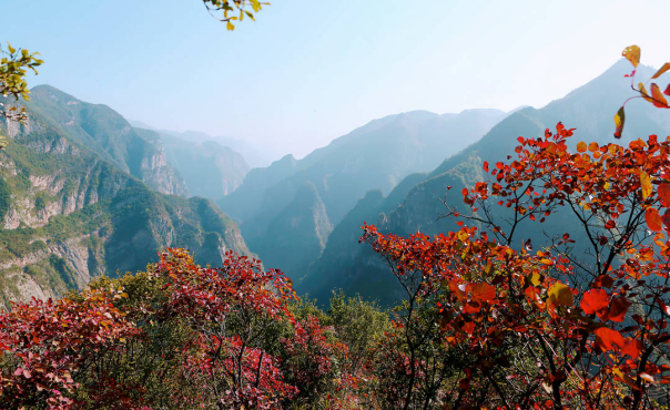 【原创】重庆巫山：三峡红叶红了_fororder_图片4(1)