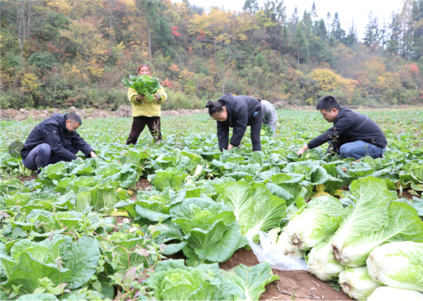 重庆市石柱县黄水镇：代耕代种让撂荒土地变“致富田”_fororder_图片2