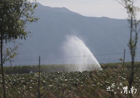 陕西大荔县范家镇：“黄河九孔莲”进入收获季_fororder_图片2