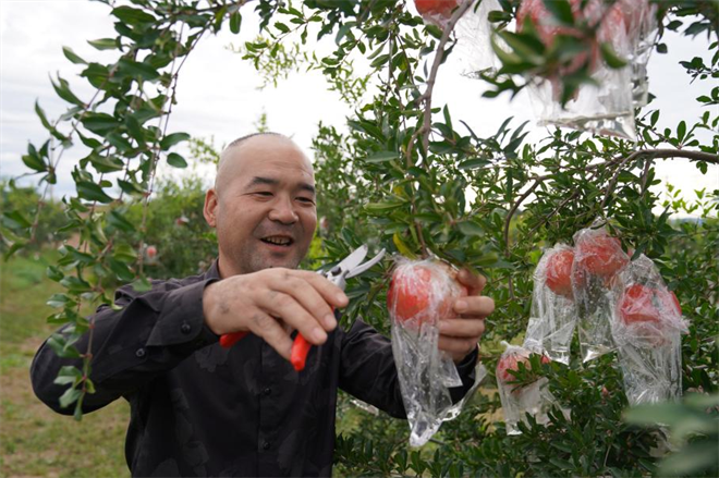 西安市临潼区：瞄准农业强区目标 推进乡村全面振兴_fororder_图片9