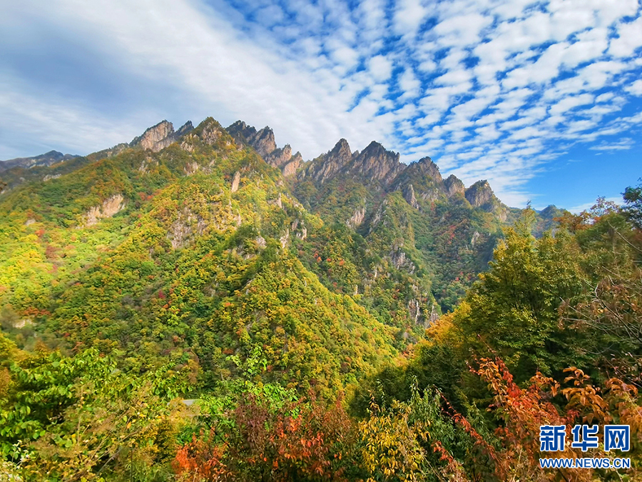 南阳西峡：秋日山林层林尽染